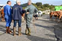 Yssingeaux : dans les coulisses du concours de chevaux lourds