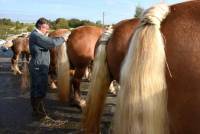 Yssingeaux : dans les coulisses du concours de chevaux lourds