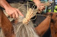 Yssingeaux : dans les coulisses du concours de chevaux lourds