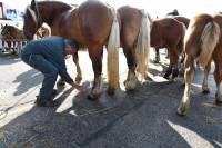 Yssingeaux : dans les coulisses du concours de chevaux lourds