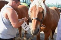 Yssingeaux : dans les coulisses du concours de chevaux lourds