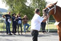 Yssingeaux : dans les coulisses du concours de chevaux lourds