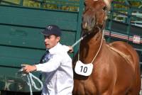 Yssingeaux : dans les coulisses du concours de chevaux lourds