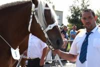 Yssingeaux : dans les coulisses du concours de chevaux lourds