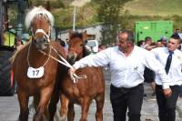 Yssingeaux : dans les coulisses du concours de chevaux lourds