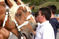 Yssingeaux : dans les coulisses du concours de chevaux lourds