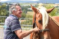 Yssingeaux : dans les coulisses du concours de chevaux lourds