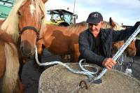 Yssingeaux : dans les coulisses du concours de chevaux lourds