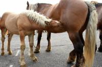 Yssingeaux : dans les coulisses du concours de chevaux lourds