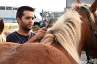 Yssingeaux : dans les coulisses du concours de chevaux lourds