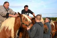 Yssingeaux : dans les coulisses du concours de chevaux lourds