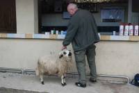 Le bélier fait volontiers un tour à la buvette.