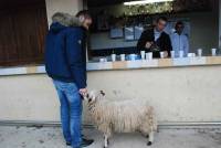 L&#039;animal ayant été élevé au biberon est très proche de l&#039;homme.