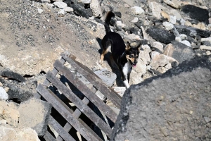 Yssingeaux : le flair des chiens à l&#039;épreuve des décombres