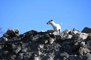 Yssingeaux : le flair des chiens à l&#039;épreuve des décombres