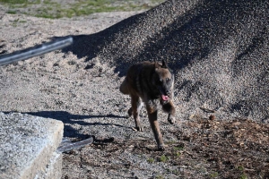 Yssingeaux : le flair des chiens à l&#039;épreuve des décombres