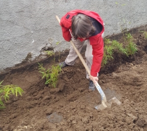 Yssingeaux : 50 plants de bambous plantés dans la cour de l&#039;école Saint-Gabriel