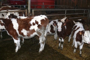 L’école à la ferme pour les maternelles de Grazac