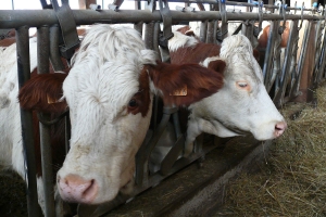 L’école à la ferme pour les maternelles de Grazac