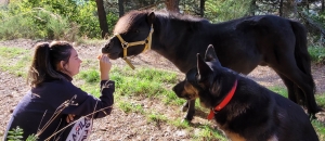 Elle va proposer des randonnées dans le Mézenc en mode western avec un poney shetland