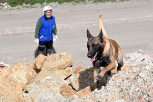 Yssingeaux : en sauvetage et décombres, les chiens mis à rude épreuve