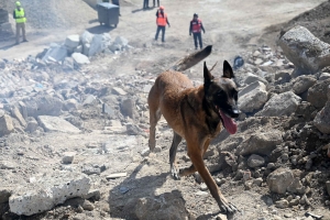 Yssingeaux : en sauvetage et décombres, les chiens mis à rude épreuve