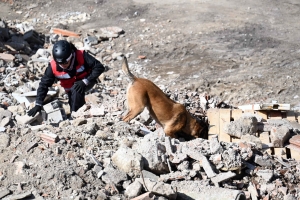 Yssingeaux : en sauvetage et décombres, les chiens mis à rude épreuve