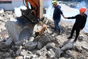 Yssingeaux : en sauvetage et décombres, les chiens mis à rude épreuve