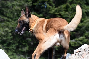 Yssingeaux : en sauvetage et décombres, les chiens mis à rude épreuve