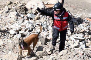 Yssingeaux : en sauvetage et décombres, les chiens mis à rude épreuve