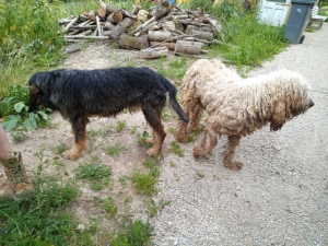 Deux chiens recueillis à Tence