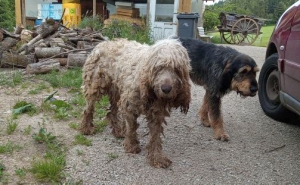 Deux chiens recueillis à Tence