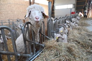 Saint-Pierre-Eynac : un an après l&#039;incendie, Mohair des Chibottes s&#039;est reconstruit