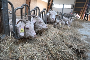 Saint-Pierre-Eynac : un an après l&#039;incendie, Mohair des Chibottes s&#039;est reconstruit