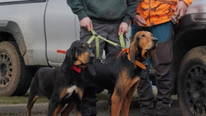 La jeunesse à l&#039;oeuvre au concours de chiens courants entre Sucs, Lizieux et Meygal