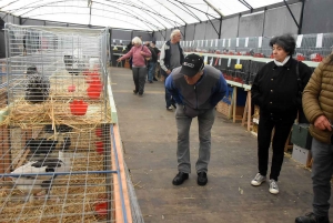 Saint-Julien-du-Pinet : des hommes, des bêtes et des machines pour la foire agricole