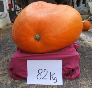 Lapte : une courge de 82 kg décorée et exposée à &quot;La Chambertière&quot;