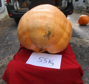 Lapte : une courge de 82 kg décorée et exposée à &quot;La Chambertière&quot;