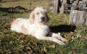 Un chien griffon perdu à Chaudeyrolles