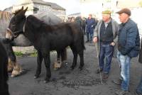 Fay-sur-Lignon : folklore et authenticité sur la foire aux chevaux