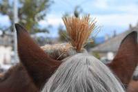 Fay-sur-Lignon : folklore et authenticité sur la foire aux chevaux