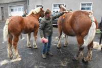 Fay-sur-Lignon : folklore et authenticité sur la foire aux chevaux