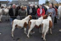 Fay-sur-Lignon : folklore et authenticité sur la foire aux chevaux