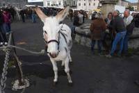 Fay-sur-Lignon : folklore et authenticité sur la foire aux chevaux