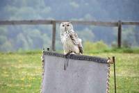 Retournac : les Rangers ont aménagé un observatoire d&#039;oiseaux à &quot;Saint-Ignac&quot;