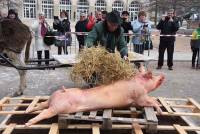 Yssingeaux : une horde de spectateurs pour la tuaille du cochon (vidéo)