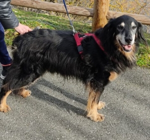 Un chien perdu à Montfaucon-en-Velay