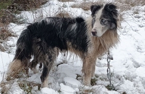 Tence : un chien en errance avec une chaîne au "Mazel"