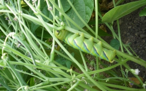 Yssingeaux : au milieu des haricots, il découvre une chenille Sphinx tête de mort