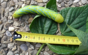 Yssingeaux : au milieu des haricots, il découvre une chenille Sphinx tête de mort